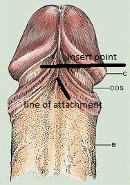 Penis Frenum Piercing 70