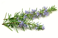 rosemary-688